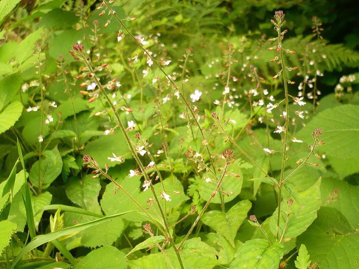 Circaea lutetiana (Onagraceae)